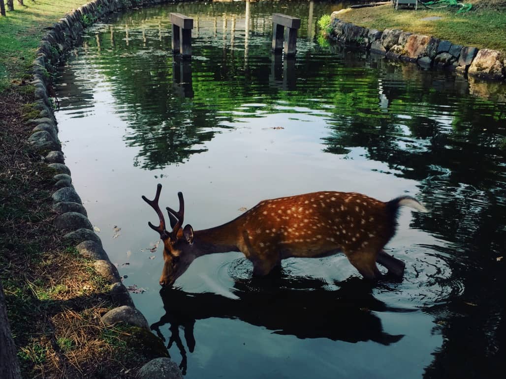 奈良公園で水を飲む鹿