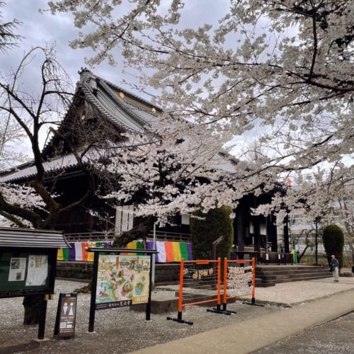 上野寛永寺の桜