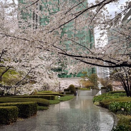 泉ガーデンタワー前の桜