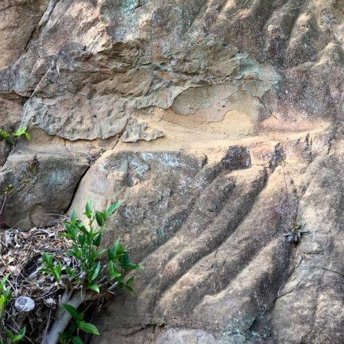 崖に残されたユンボとノミの痕跡