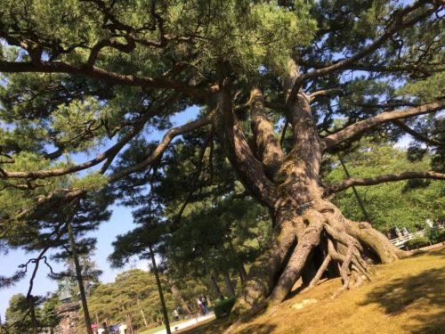 兼六園の名木