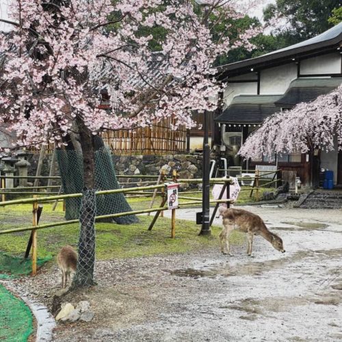 氷室神社の桜と鹿