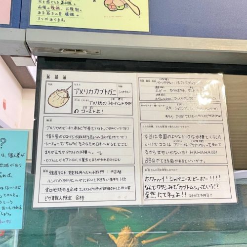 水槽周辺に掲示された生き物の履歴書