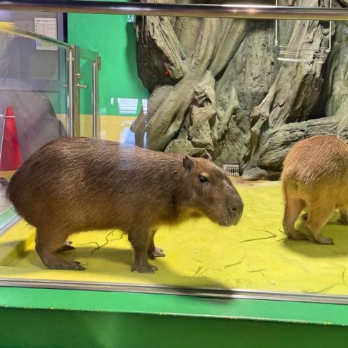 カピバラ