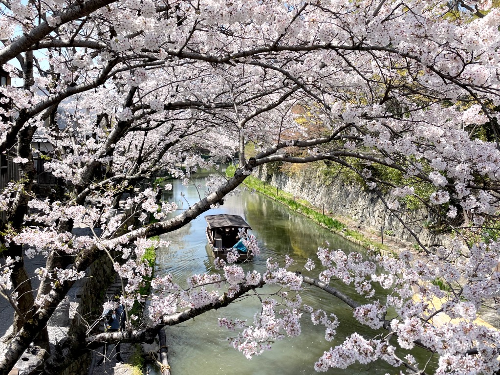 八幡堀の桜と船