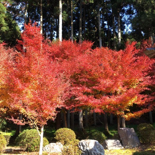 櫟野寺庭園の紅葉した木