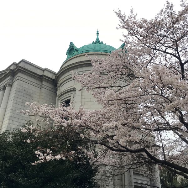 東京国立博物館の桜