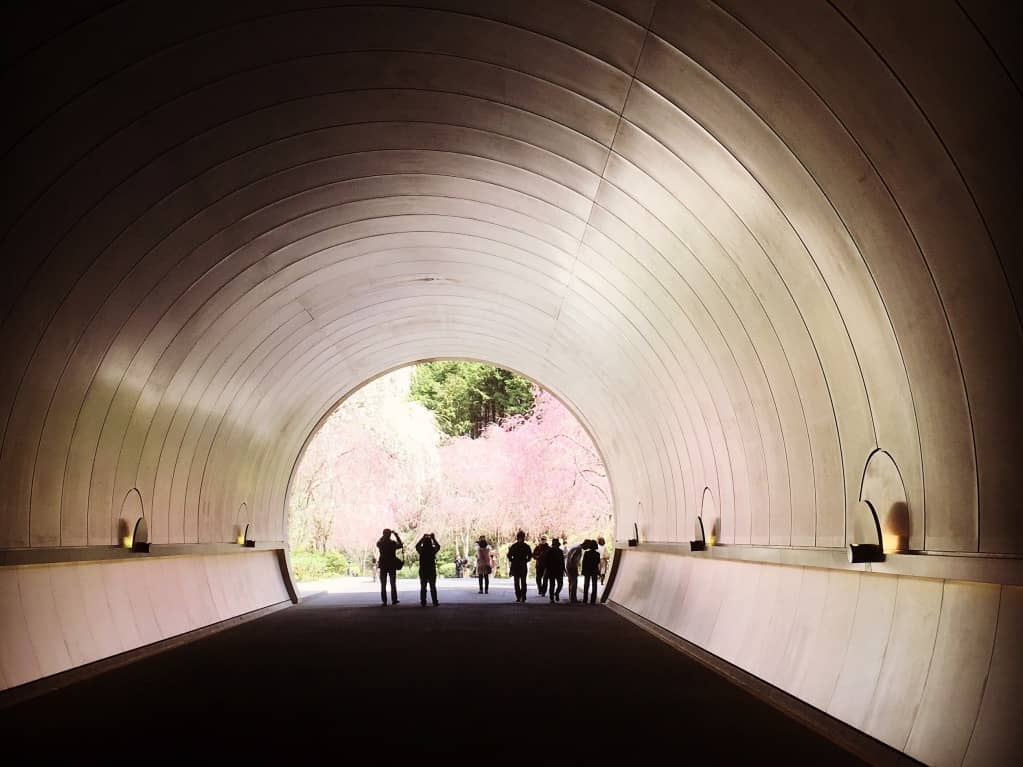 MIHO MUSEUM春のトンネル