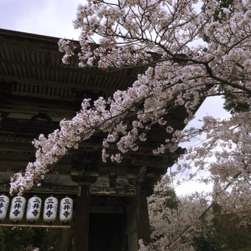 三井寺山門前の桜