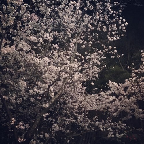 道後温泉の夜桜