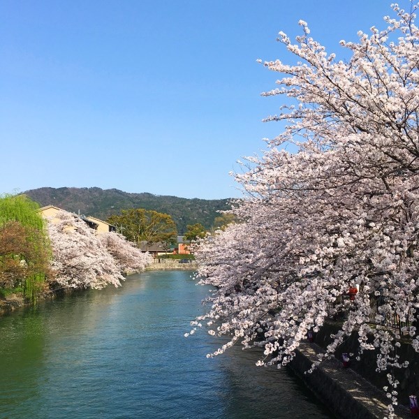 琵琶湖疏水沿いの桜