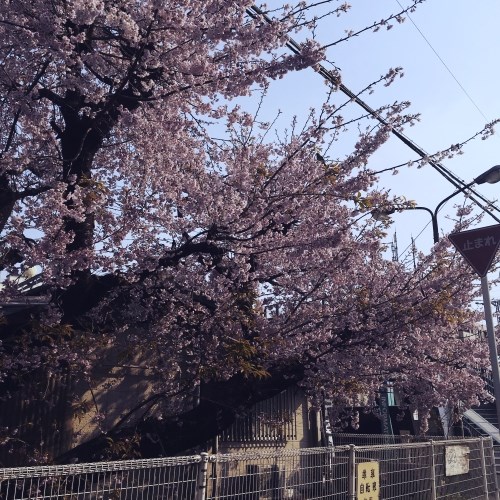 早咲きの桜
