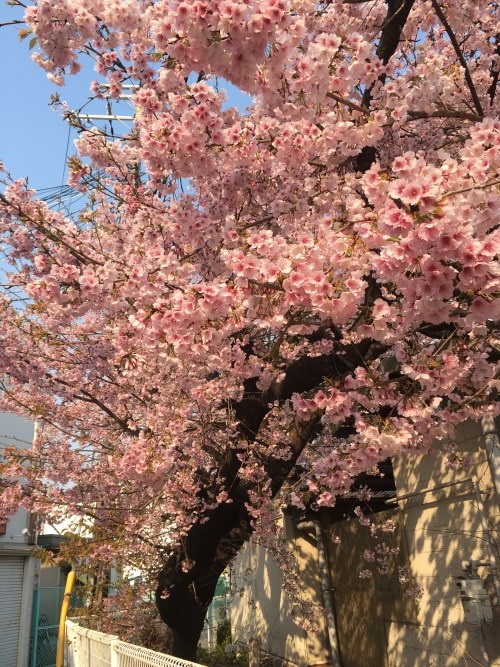 早咲きの桜
