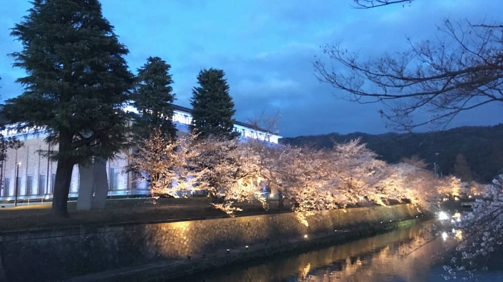 疎水沿いの夜桜