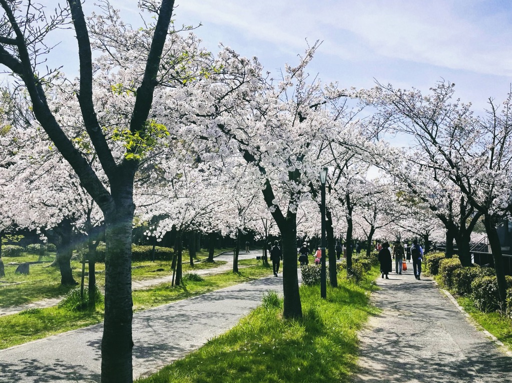 毛馬桜之宮公園の桜