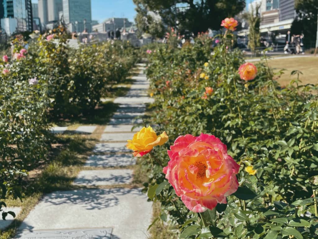 中之島バラ園