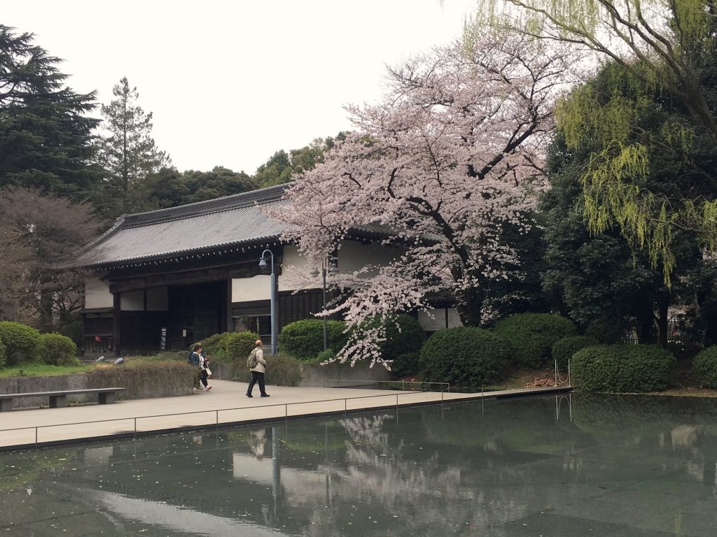 東京国立博物館の桜