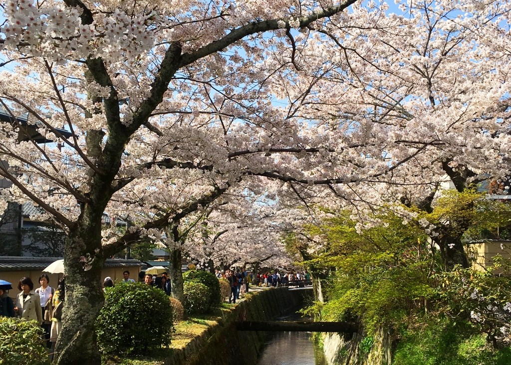 哲学の道の桜